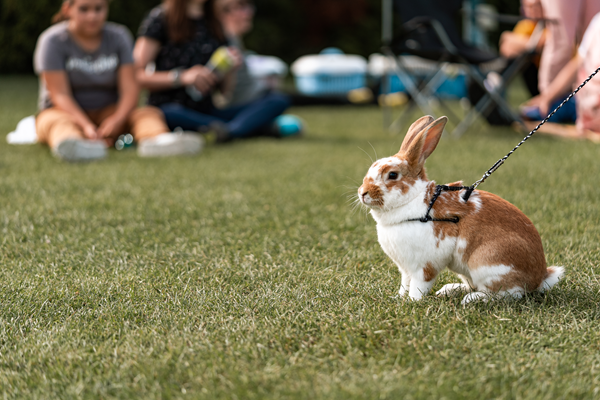 image for Not Easter Toys: Rabbits Are Brilliant Pets With Big Needs